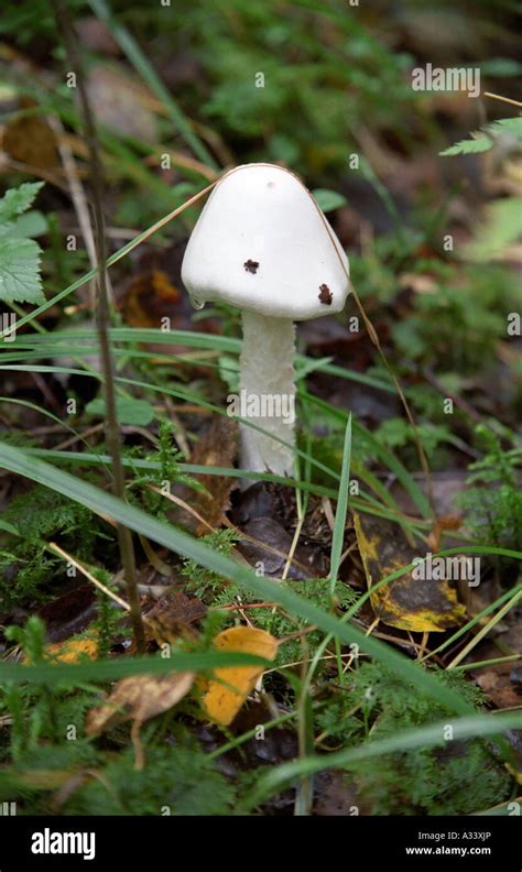 Destroying Angel Mushroom Stock Photo - Alamy