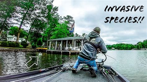 Fishing for INVASIVE SPECIES on a POPULAR LAKE!! || Lake Gaston Fall ...