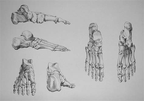 Foot Bones - Video Lesson presented in the Drawing Academy Course | Drawing Academy