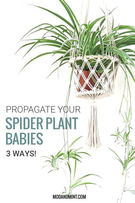 Spider Plant Propagation: 3 Ways How to Propagate Spider Plant Babies