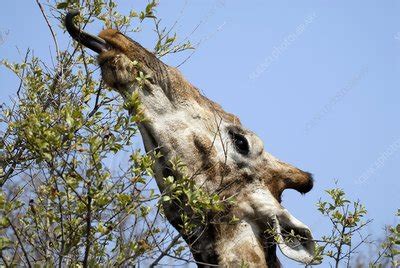 Giraffe feeding - Stock Image - Z954/0100 - Science Photo Library