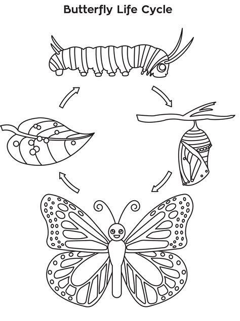 Butterfly Life Cycle Drawing at GetDrawings | Free download