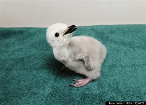 Baby Penguins Raised By Experts At Central Park Zoo (PHOTOS)(VIDEO ...