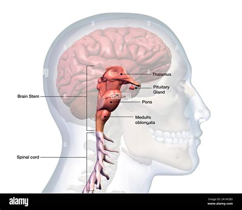 Human brain stem and spinal cord labeled on white background Stock Photo - Alamy