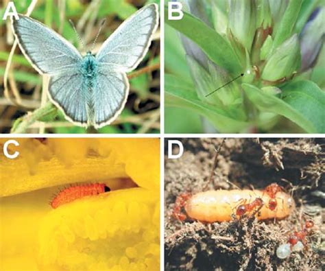 A–D Life cycle of the Mountain Alcon Blue, Maculinea rebeli. A male ...