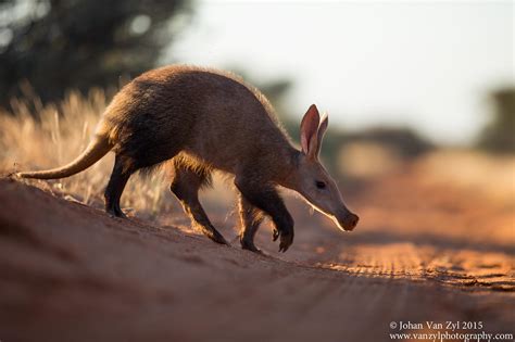 Rare and Endangered Species June 2017 - Van Zyl Photography