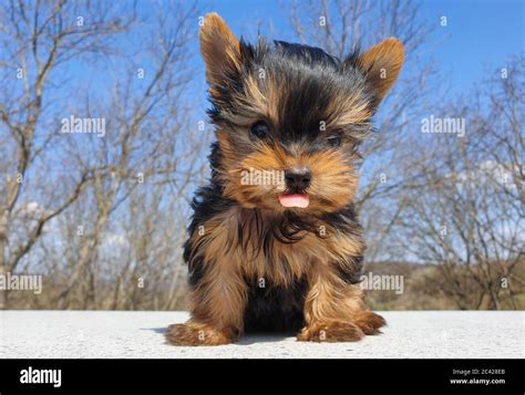 Cute Yorkie Puppy