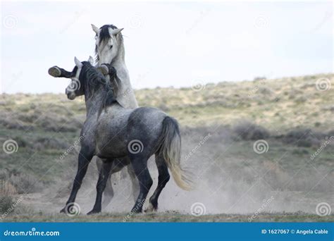 Wild Horse Fight stock image. Image of sagebrush, fight - 1627067