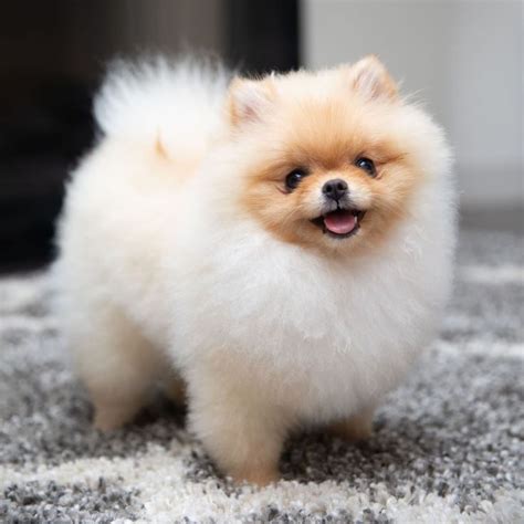 cream show pomeranian puppy IG; @blondepomeranians | Cute baby animals, Pomeranian puppy, Cute ...