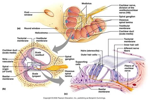 Organ Of Corti - Health, Medicine and Anatomy Reference Pictures | Human anatomy and physiology ...