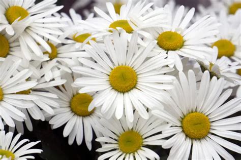 Montauk Daisy Plant Care & Growing Guide