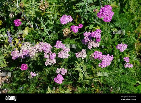 Yellow and pink flowers of achillea yarrow plant Stock Photo - Alamy