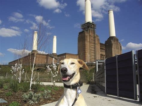 Battersea Dogs Home: 17 things you didn't know | Metro News