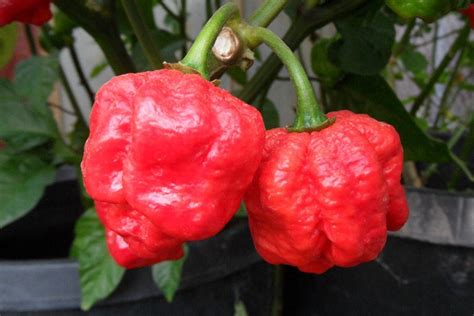 News New Mexico: Trinidad Moruga Scorpion Wins Hottest Pepper Title