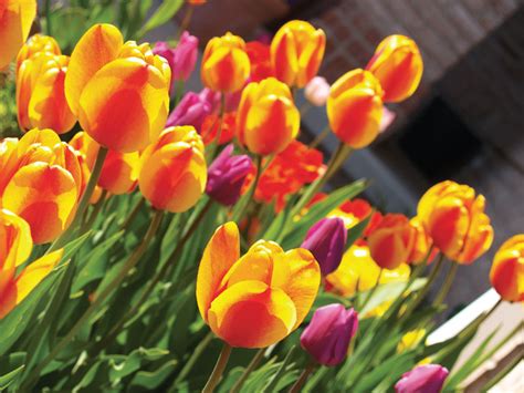 It’s Time To Plant Spring Flowering Bulbs! - Sylvan Nursery