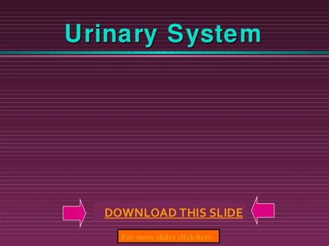 Urinary system ppt slide