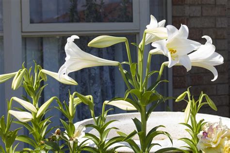 Lilium Candidum (Madonna Lily) - Propagation, Care, and Diseases - The ...