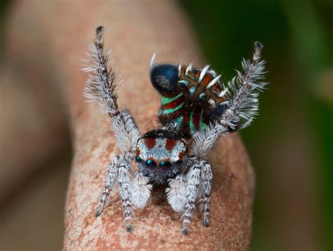 5 new species of colorful spiders discovered in Australia