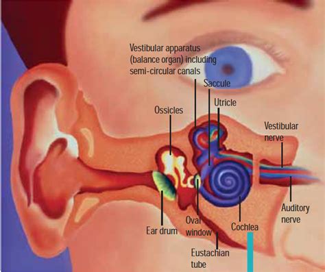 Inner ear disorders and hearing - The Pharmaceutical Journal