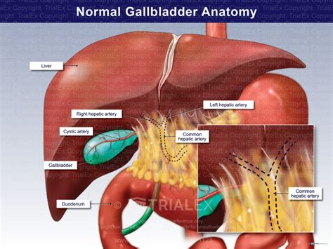 Normal Gallbladder Anatomy - TrialQuest Inc.