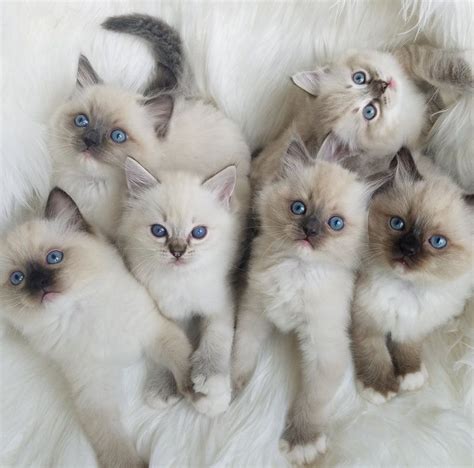 Flower Baby Ragdolls | Gorgeous cats, Cute cats, Cute baby animals