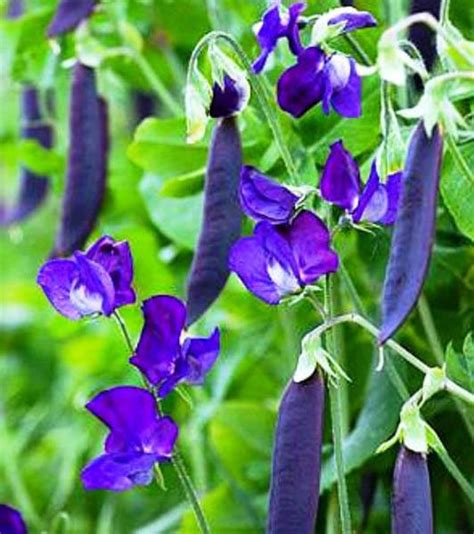 PEA Purple Podded - Peas – Australian Seed