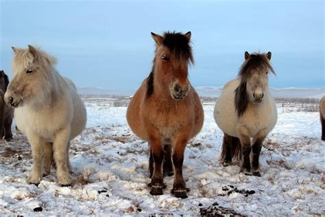 Discover Russia - Yakutian Horse | Facebook | Horses, Horse breeds ...