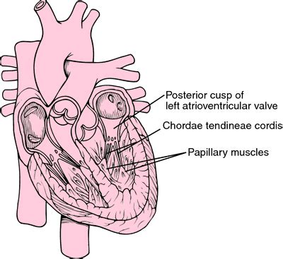 Heart tendon | definition of Heart tendon by Medical dictionary