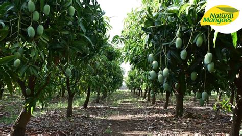 How to create new organic mango farm and best planting methods