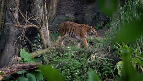 Tiger walking in habitat image - Free stock photo - Public Domain photo ...