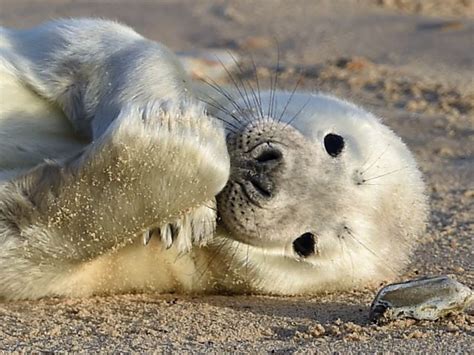 Record year for birth of grey seal pups around east coast - BT