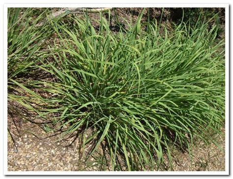 Lemongrass | Yandina Community Gardens