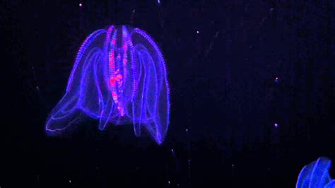 Rainbow Jellyfish - YouTube