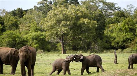 Jharkhand sees forest loss in wildlife dominated districts - Hindustan ...