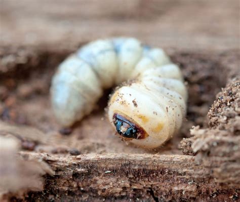 Woodworm Treatment - Home Building & Surveying Company