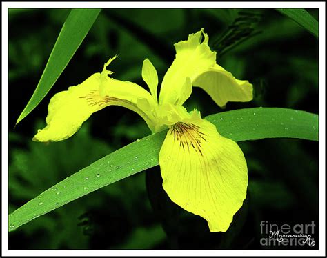 Wild Iris Photograph by Mariarosa Rockefeller - Fine Art America