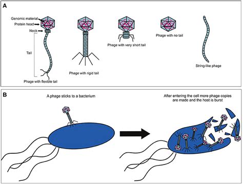 Natural Bacteria Killers: How Bacteriophages Find and Eliminate Their ...