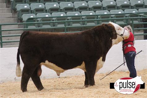 Western States National Hereford Show (NV) | Open Polled Bulls | The Pulse