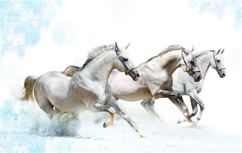 #861625 4K, Winter, Horses, Trees, Three 3 - Rare Gallery HD Wallpapers