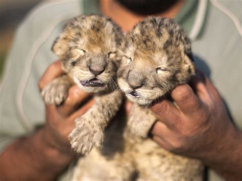 Adorable twin lion cubs born at Gaza Strip zoo - TODAY.com