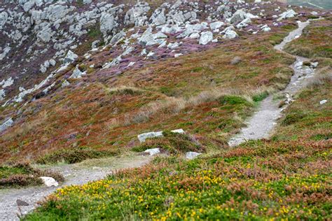 Alpine Tundra Plants List