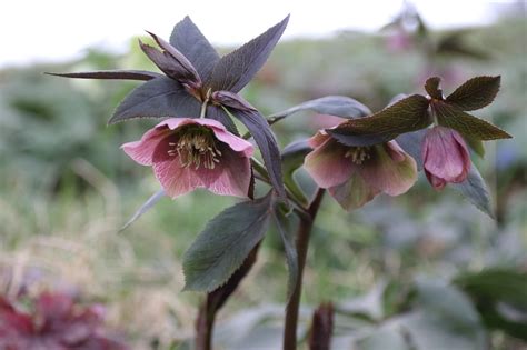 Hellebore Flowers Flower - Free photo on Pixabay - Pixabay