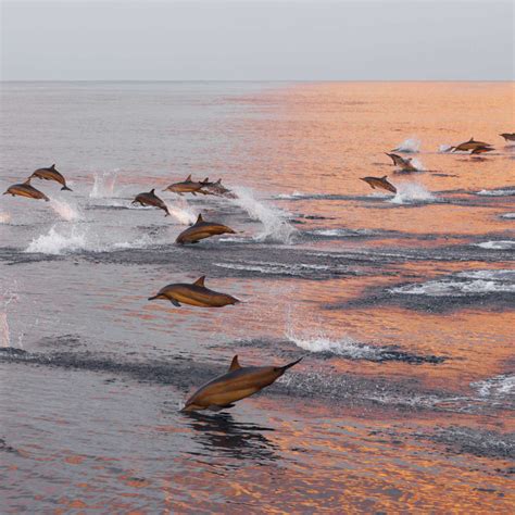 Dolphins Hunting Fish Wall Art | Photography