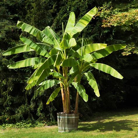 Dwarf Cavendish Banana Tree Care - TheRescipes.info