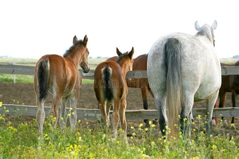 180 Horse Udder Stock Photos - Free & Royalty-Free Stock Photos from Dreamstime