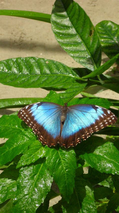 Butterfly garden in Aruba Photography Career, Great Life, Patrice ...