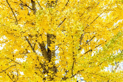 Ginkgo Biloba Tree: Care and Growing Guide