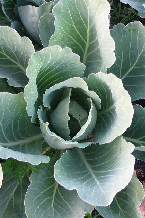 How to Grow Collard Greens - The Complete Guide