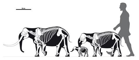 Comparative skeletal restorations of Palaeoloxodon ex gr. P. falconeri,... | Download Scientific ...