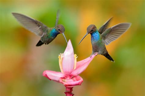 How to Attract Hummingbirds and Butterflies to Your Garden - The Handyman's Daughter